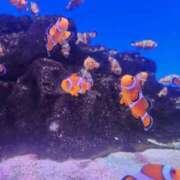 ヒメ日記 2025/08/14 08:35 投稿 アキ Wonder7 (ワンダー7)