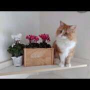 ヒメ日記 2026/04/01 23:23 投稿 ひなた 横浜ハッピーマットパラダイス