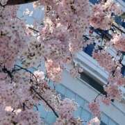 ヒメ日記 2026/04/06 16:13 投稿 ひなた 横浜ハッピーマットパラダイス