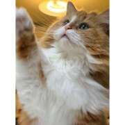 ヒメ日記 2026/04/15 21:33 投稿 ひなた 横浜ハッピーマットパラダイス