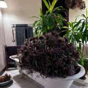 ヒメ日記 2024/12/20 14:05 投稿 小泉　じゅり NADIA京都店