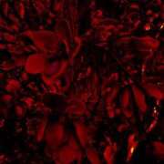 ヒメ日記 2025/04/05 03:59 投稿 小泉　じゅり NADIA京都店