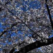 ヒメ日記 2025/04/17 13:49 投稿 小泉　じゅり NADIA京都店