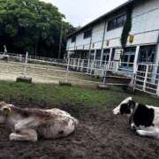 ヒメ日記 2025/05/24 03:12 投稿 小泉　じゅり NADIA京都店