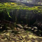 ヒメ日記 2025/10/12 15:26 投稿 小泉　じゅり NADIA京都店