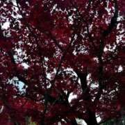 小泉　じゅり HELLO🫶🫶 NADIA京都店