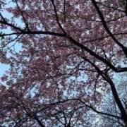 ヒメ日記 2025/04/04 11:49 投稿 あんず 11チャンネル