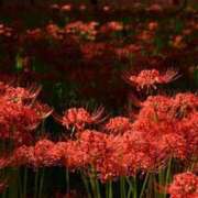 ヒメ日記 2025/09/29 00:26 投稿 百合子（ゆりこ） エッチな熟女(熊谷)