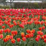 ヒメ日記 2026/04/19 12:18 投稿 百合子（ゆりこ） エッチな熟女(熊谷)