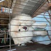 ヒメ日記 2024/12/29 23:37 投稿 りえ 横浜人妻セレブリティ（ユメオト）