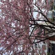 ヒメ日記 2025/03/15 13:01 投稿 りえ 横浜人妻セレブリティ（ユメオト）