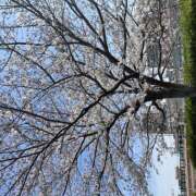 ヒメ日記 2025/04/07 09:34 投稿 りえ 横浜人妻セレブリティ（ユメオト）