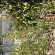 ヒメ日記 2025/05/05 23:08 投稿 りえ 横浜人妻セレブリティ（ユメオト）