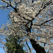 ヒメ日記 2025/03/28 14:06 投稿 かえで 奥鉄オクテツ神奈川店（デリヘル市場グループ）