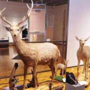 ヒメ日記 2026/03/27 22:03 投稿 りな 奥鉄オクテツ大阪