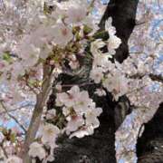 ヒメ日記 2025/04/04 18:24 投稿 ひな 名古屋回春性感マッサージ倶楽部