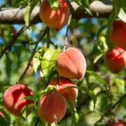麻木 奈緒 甘〜い ～逢～tokyo