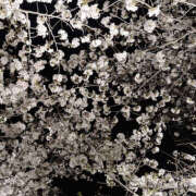 ヒメ日記 2026/04/06 23:35 投稿 もね 新大阪秘密倶楽部