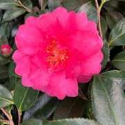 けいこ【大宮限定】 『出勤しました…』 大宮おかあさん