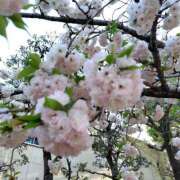 ヒメ日記 2025/04/25 11:32 投稿 ほたる 大宮おかあさん