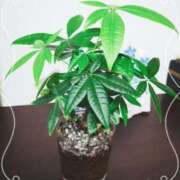 ヒメ日記 2025/06/01 12:51 投稿 まい 大宮おかあさん