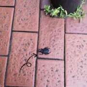 ヒメ日記 2025/06/30 15:21 投稿 まい 大宮おかあさん