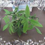 ヒメ日記 2025/10/07 17:56 投稿 まい 大宮おかあさん