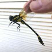 ヒメ日記 2025/09/13 07:36 投稿 みさき 大宮おかあさん