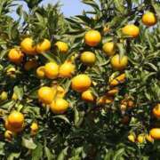 ヒメ日記 2025/11/23 10:56 投稿 ふゆみ 大宮おかあさん