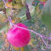 ヒメ日記 2025/12/01 19:06 投稿 ふゆみ 大宮おかあさん