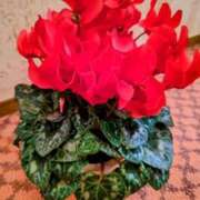 ヒメ日記 2024/12/14 20:31 投稿 みなよ 大宮おかあさん