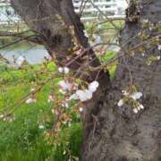 ヒメ日記 2025/03/30 17:01 投稿 みなよ 大宮おかあさん