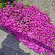 ヒメ日記 2025/04/09 08:00 投稿 みなよ 大宮おかあさん