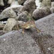 ヒメ日記 2025/04/22 08:00 投稿 みなよ 大宮おかあさん