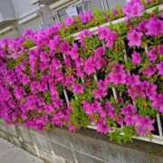 ヒメ日記 2025/05/01 17:03 投稿 みなよ 大宮おかあさん