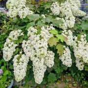 ヒメ日記 2025/06/08 18:15 投稿 みなよ 大宮おかあさん