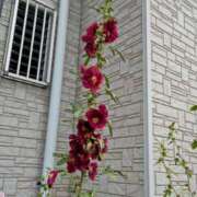 ヒメ日記 2025/07/06 14:31 投稿 みなよ 大宮おかあさん