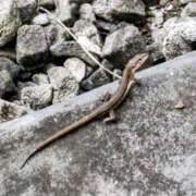 ヒメ日記 2025/08/01 06:29 投稿 みなよ 大宮おかあさん