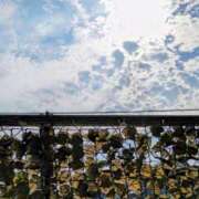 ヒメ日記 2025/08/20 08:01 投稿 みなよ 大宮おかあさん