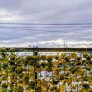 ヒメ日記 2025/09/27 07:55 投稿 みなよ 大宮おかあさん