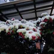 ヒメ日記 2026/02/08 07:16 投稿 みなよ 大宮おかあさん