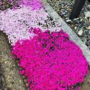 ヒメ日記 2026/04/12 11:06 投稿 みなよ 大宮おかあさん