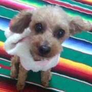 ヒメ日記 2025/01/04 12:26 投稿 るみ 大宮おかあさん