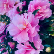 ヒメ日記 2024/12/11 22:30 投稿 あゆ 奥鉄オクテツ東京店（デリヘル市場）