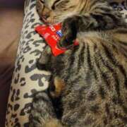 ヒメ日記 2026/02/14 00:00 投稿 さいか 北九州人妻倶楽部（三十路、四十路、五十路）