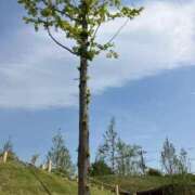 ヒメ日記 2025/05/05 18:24 投稿 安田すず 恋する奥さん 西中島店