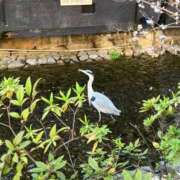 ヒメ日記 2026/03/28 07:47 投稿 安田すず 恋する奥さん 西中島店