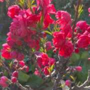 安田すず 癒されてきました☺️ 恋する奥さん 西中島店