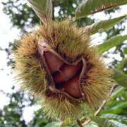 ヒメ日記 2025/11/04 14:39 投稿 さなえ 熟女総本店 堺東店