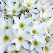 ヒメ日記 2024/12/28 18:13 投稿 かえで 待ちナビ